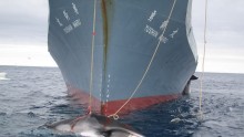 A minke whale is captured by the Yushin Maru, a Japanese harpoon vessel. 
