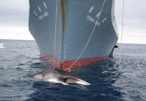 A minke whale is captured by the Yushin Maru, a Japanese harpoon vessel. 