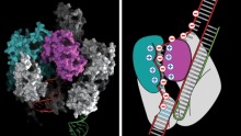 The researchers used structural knowledge of Cas9 to guide engineering of a highly specific genome-editing tool.