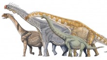 Several macronarian sauropods; from left to right, Camarasaurus, Brachiosaurus, Giraffatitan, and Euhelopus.