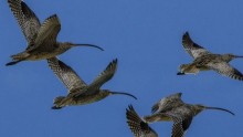 The Far Eastern Curlew are suffering rapid declines from loss of habitat along their flight path between Siberia and Australia.
