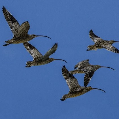 The Far Eastern Curlew are suffering rapid declines from loss of habitat along their flight path between Siberia and Australia.