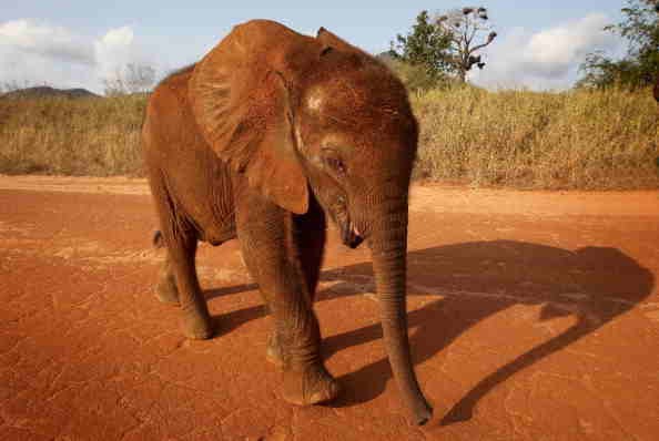 Orphaned Elephant