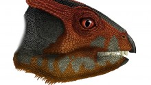 The Hualianceratops wucaiwanensis is the earliest and oldest known member of the Triceratops family.
