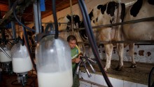 Scientists find a link between pesticide found in milk to Parkinson's Disease