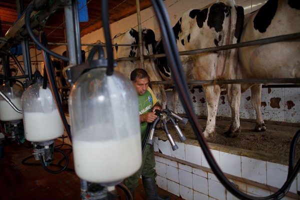 Scientists find a link between pesticide found in milk to Parkinson's Disease