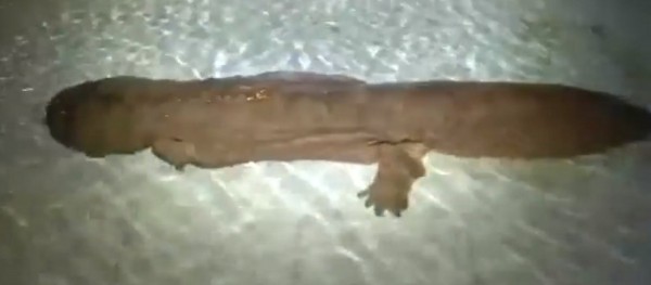 200-Year-Old 'Water Monster' Spotted in China