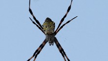Study discovers arachnophobia can be cured in 2 minutes