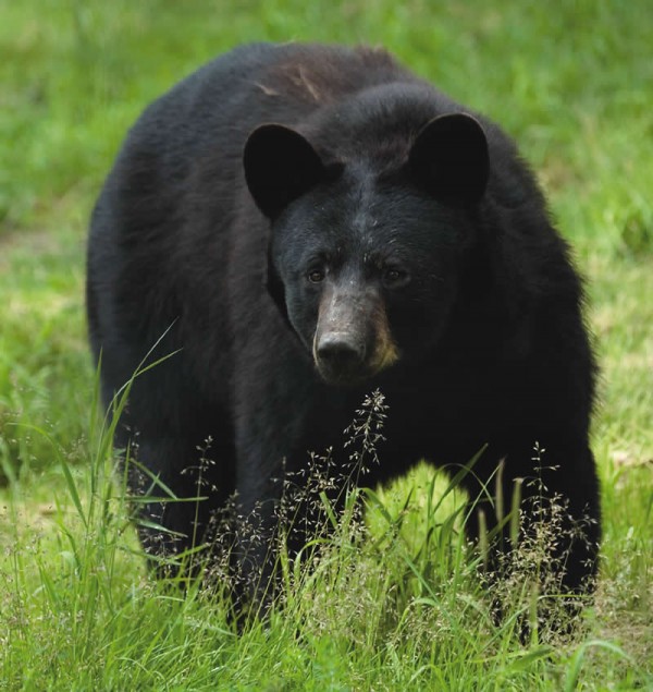 Division of Fish and Wildlife personnel use an integrated approach to managing New Jersey's black bear population, fostering coexistence between people and bears.