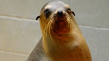 Scientists studied 30 California sea lions undergoing veterinary care and rehabilitation at The Marine Mammal Center in Sausalito.