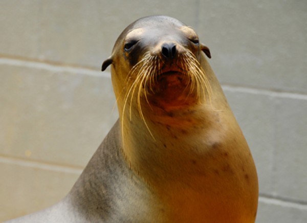 Scientists studied 30 California sea lions undergoing veterinary care and rehabilitation at The Marine Mammal Center in Sausalito.