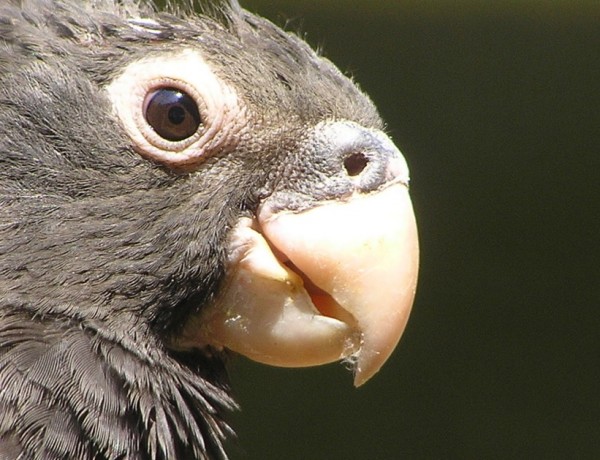 Wild parrots apparently use tools to scrape calcium from seashells.