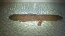 This Chinese giant salamander measures 4.5 feet long and weighs nearly 115 pounds.