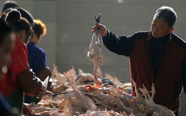 China Chicken Exports