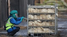 Two new human cases of H7N9 confirmed in China