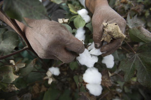 Chinese Researchers Find Flavonoid In Cotton Petals Used For Alzheimers