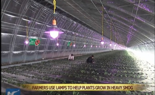 Local Chinese farmers utilize artificial light to grow plants