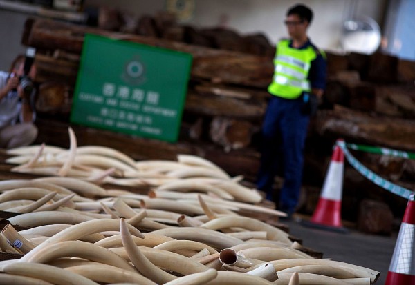Hong Kong Customs Seize Endangered Species Cargo