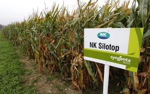 Syngenta GMO corn