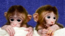 China to use genetically engineered monkeys to find cure for autism