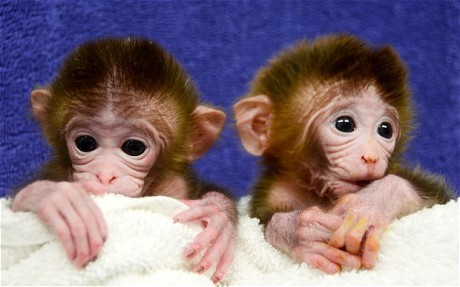 China to use genetically engineered monkeys to find cure for autism