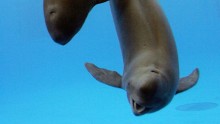 Yangtze finless porpoises swim in an aquarium