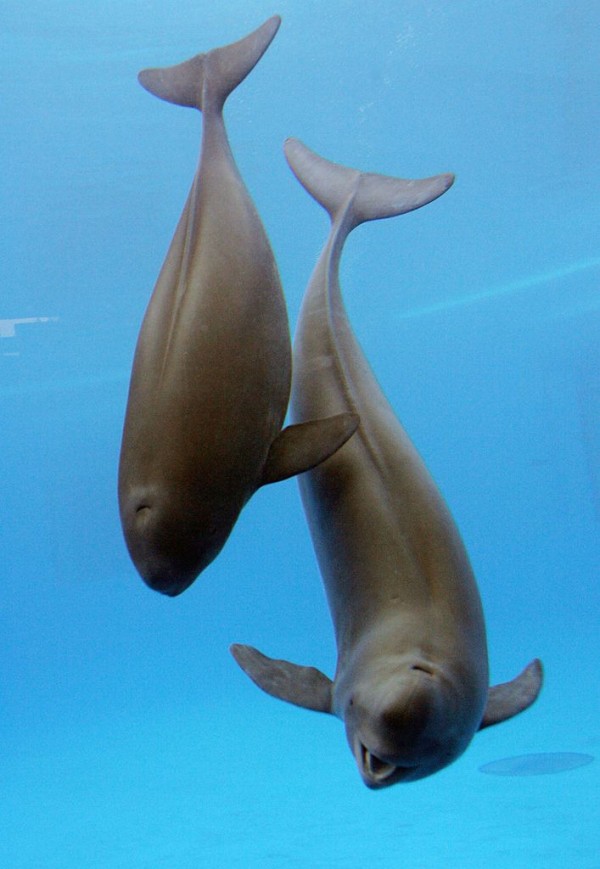 Yangtze finless porpoises swim in an aquarium
