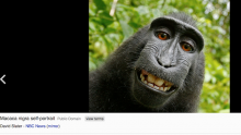 Macaque Selfie - Wiki Page
