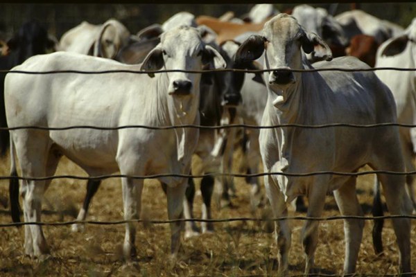 Australian cattle