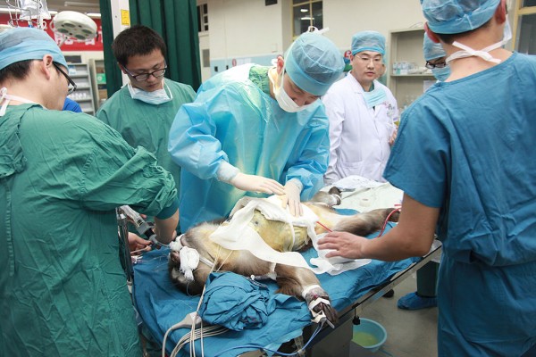 China Organ Transplant