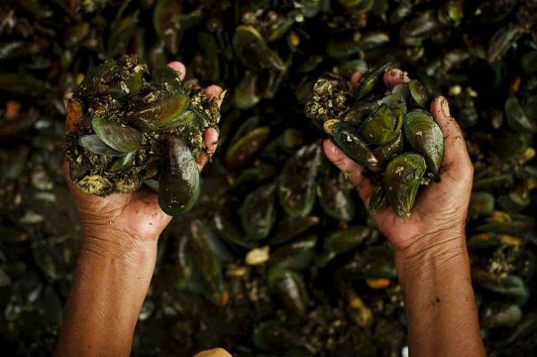 Jakarta's Mussel Farmers Struggle To Cope With Rising Pollution Levels