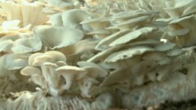 Dr Lin's mushrooms growing in Fiji