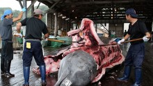 Japan's Whaling Fleet