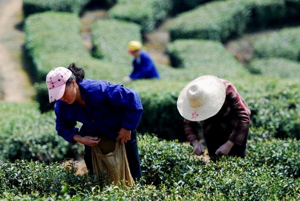 Laborers' pluck Lushan Clouds and Mist Green Tea on a hill on March 23, 2011 in Lushan, Jiangxi Province of China.  (Photo: ChinaFotoPress/Getty Images