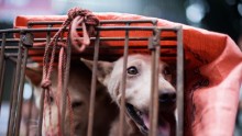 China’s Dog Meat Festival.  