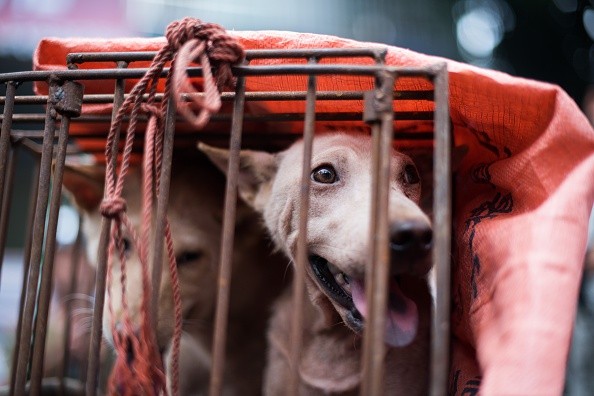 China’s Dog Meat Festival.  