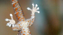 A Tokay gecko hanging upside-down on glass