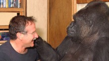 Koko the Gorilla meets Robin Williams in 2001