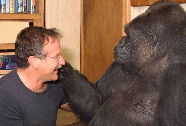 Koko the Gorilla meets Robin Williams in 2001