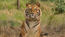 WWF said that the increase in number of tigers is due to heightened conservation efforts, more land area surveyed, and improved survey techniques.