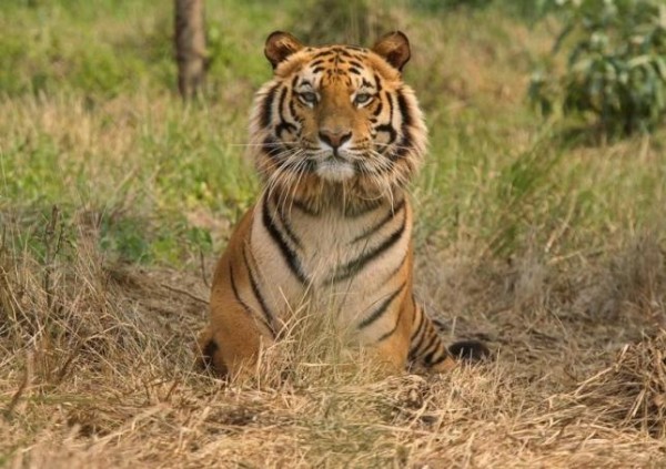 WWF said that the increase in number of tigers is due to heightened conservation efforts, more land area surveyed, and improved survey techniques.