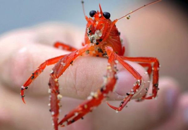 The crabs are commonly known as red crabs, which are normally found around Southern California and Baja California.