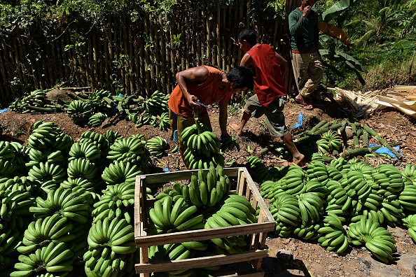 China is one of the biggest markets of Philippine bananas.