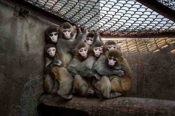 Chinese New Year Boosts Monkey Business for Villagers