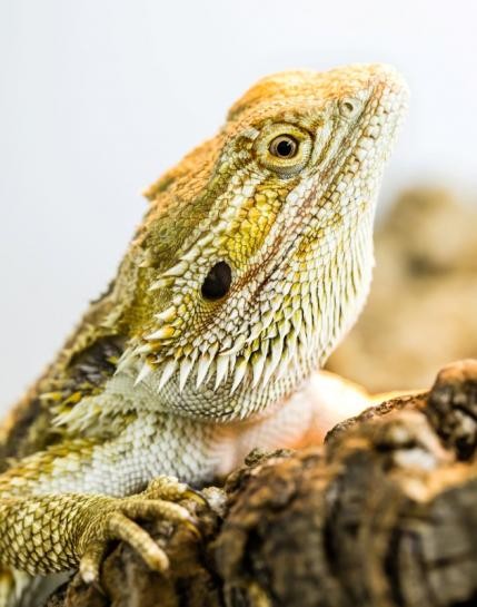 Study says that lizards and other reptiles undergo slow-wave sleep as well just like birds, humans and other mammals.