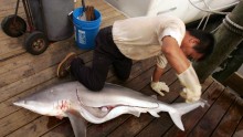 Holiday Sunbathers Wary After Florida Panhandle Shark Attacks