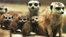 Meerkat mom with her three newborns