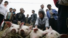 US Pork Exports to China