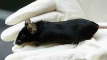 Japanese Scientists Create Worlds First Fatherless Mammal