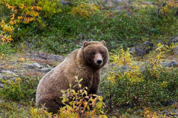 Grizzlies in Yellowstone will soon be de-listed as endangered but this does not mean that they are safe.